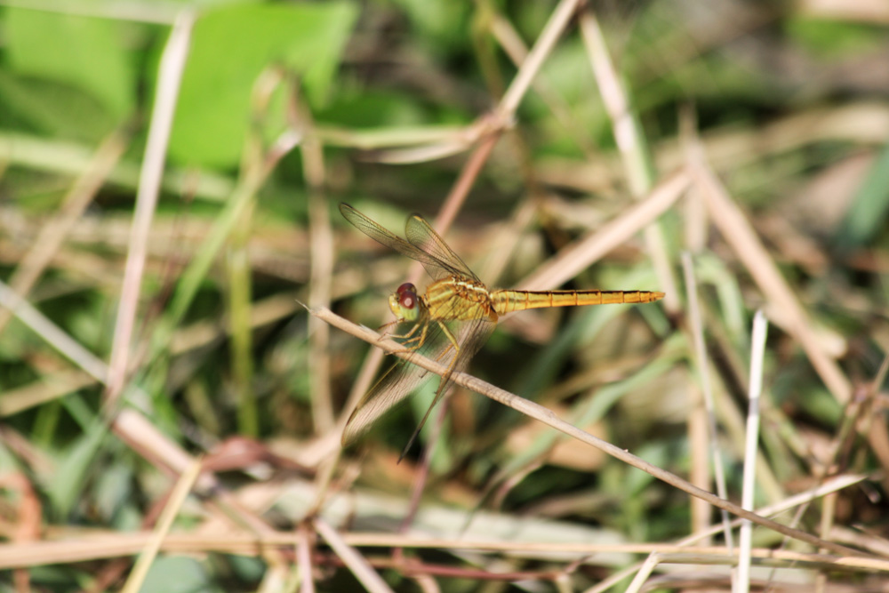 17 01 IMG 7542